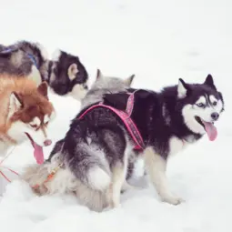 Husky Riding in Moscow